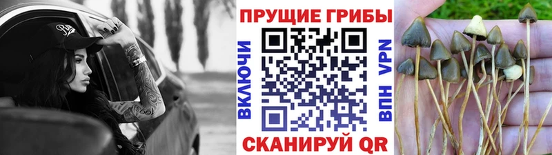 Псилоцибиновые грибы мицелий  Самара 